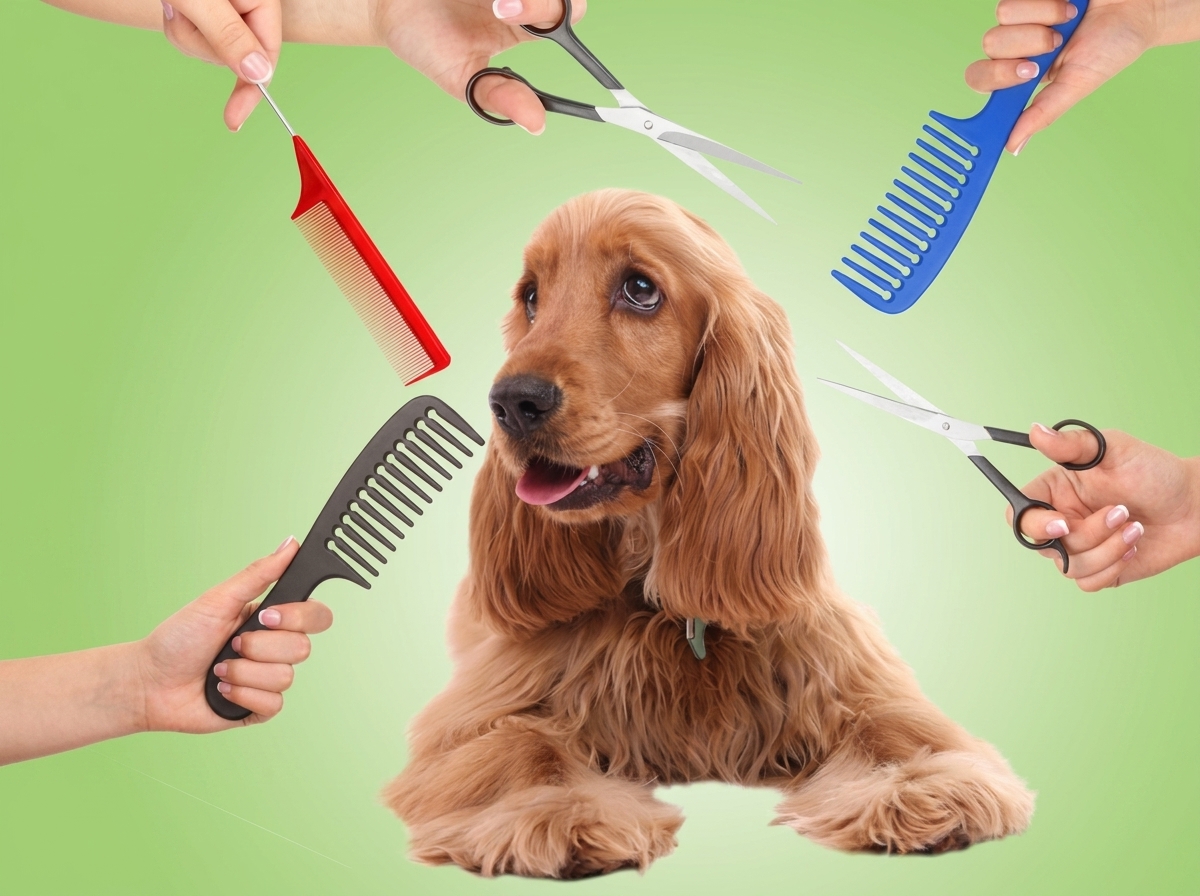 Dog grooming